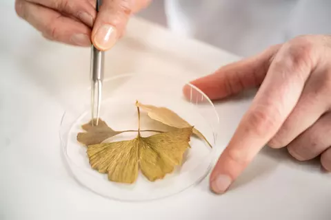 Ginkgo leaf in a petri dish held by tweezers