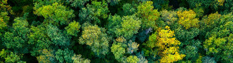 Looking to the rain forest